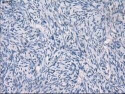 GBP2 Mouse anti-Human, Clone: OTI1E5, lyophilized, TrueMAB 100 &mu;g; Unconjugated:Antibodies,