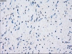 GBP2 Mouse anti-Human, Clone: OTI1E5, lyophilized, TrueMAB 100 &mu;g; Unconjugated:Antibodies,