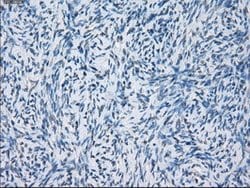 GBP2 Mouse anti-Human, Clone: OTI1G1, lyophilized, TrueMAB 100 &mu;g; Unconjugated:Antibodies,