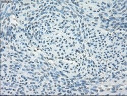 GBP2 Mouse anti-Human, Clone: OTI1G1, lyophilized, TrueMAB 100 &mu;g; Unconjugated:Antibodies,