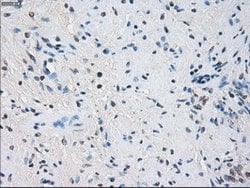 GBP2 Mouse anti-Human, Clone: OTI1G1, lyophilized, TrueMAB 100 &mu;g; Unconjugated:Antibodies,