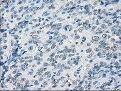 GBP2 Mouse anti-Human, Clone: OTI1G1, lyophilized, TrueMAB 100 &mu;g; Unconjugated:Antibodies,