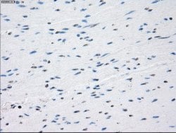 GBP2 Mouse anti-Human, Clone: OTI1G1, lyophilized, TrueMAB 100 &mu;g; Unconjugated:Antibodies,