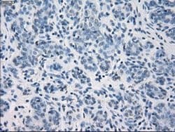 GBP2 Mouse anti-Human, Clone: OTI4H2, liquid, TrueMAB 100 &mu;L; Unconjugated:Antibodies,