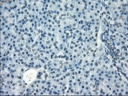 GBP2 Mouse anti-Human, Clone: OTI4H2, liquid, TrueMAB 100 &mu;L; Unconjugated:Antibodies,