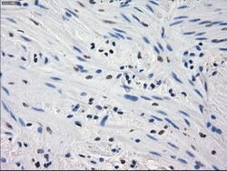 GBP2 Mouse anti-Human, Clone: OTI4H2, lyophilized, TrueMAB 100 &mu;g; Unconjugated:Antibodies,