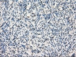 GBP2 Mouse anti-Human, Clone: OTI5E10, lyophilized, TrueMAB 100 &mu;g;