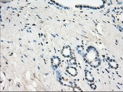 GBP2 Mouse anti-Human, Clone: OTI5E10, lyophilized, TrueMAB 100 &mu;g;