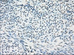 GBP2 Mouse anti-Human, Clone: OTI5E10, lyophilized, TrueMAB 100 &mu;g;