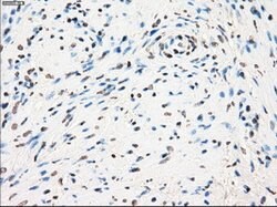 GBP2 Mouse anti-Human, Clone: OTI5E10, lyophilized, TrueMAB 100 &mu;g;