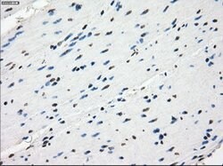 GBP2 Mouse anti-Human, Clone: OTI5E10, lyophilized, TrueMAB 100 &mu;g;