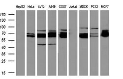 GBP2 Mouse anti-Human, Clone: OTI2G6, lyophilized, TrueMAB 100 &mu;g; Unconjugated:Antibodies,