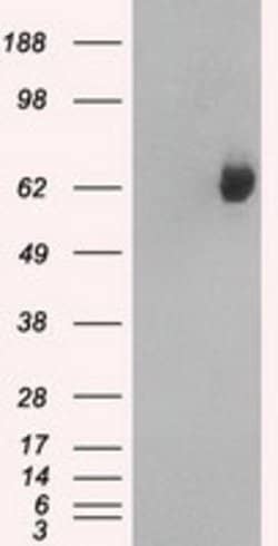 GBP2 Mouse anti-Human, Clone: OTI1E5, lyophilized, TrueMAB 100 &mu;g; Unconjugated:Antibodies,
