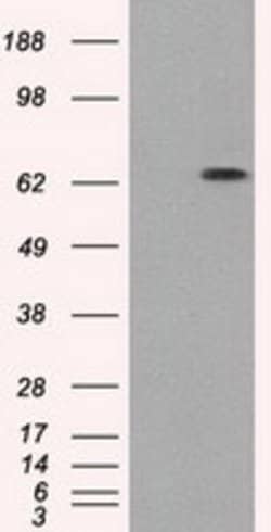 GBP2 Mouse anti-Human, Clone: OTI1G1, lyophilized, TrueMAB 100 &mu;g; Unconjugated:Antibodies,