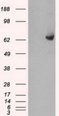 GBP2 Mouse anti-Human, Clone: OTI4H2, lyophilized, TrueMAB 100 &mu;g; Unconjugated:Antibodies,