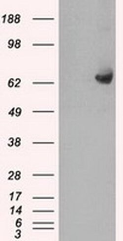 GBP2 Mouse anti-Human, Clone: OTI4H2, liquid, TrueMAB 100 &mu;L; Unconjugated:Antibodies,