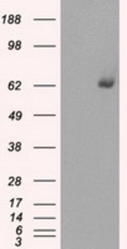 GBP2 Mouse anti-Human, Clone: OTI5E10, lyophilized, TrueMAB 100 &mu;g;