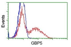 GBP5 Monoclonal Antibody (OTI1B2), TrueMAB , OriGene 30 &mu;L; Unconjugated:Antibodies,