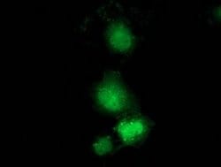 GBP5 Monoclonal Antibody (OTI1B2), TrueMAB , OriGene 30 &mu;L; Unconjugated:Antibodies,
