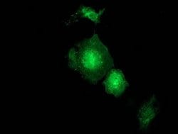 GBP5 Monoclonal Antibody (OTI4D9), TrueMAB , OriGene 100 &mu;L; Unconjugated:Antibodies,