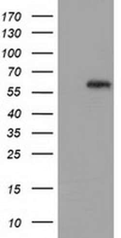 GBP5 Monoclonal Antibody (OTI4D9), TrueMAB , OriGene 100 &mu;L; Unconjugated:Antibodies,