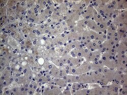GC Monoclonal Antibody (OTI2A1), TrueMAB , OriGene 100 &mu;L; Unconjugated:Antibodies,