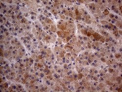 GC Monoclonal Antibody (OTI2A1), TrueMAB , OriGene 100 &mu;L; Unconjugated:Antibodies,