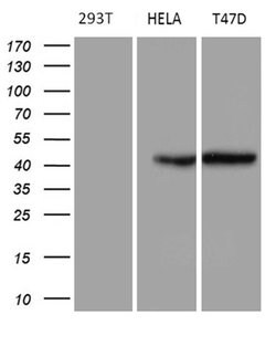 GC Monoclonal Antibody (OTI2A1), TrueMAB , OriGene 100 &mu;L; Unconjugated:Antibodies,