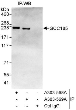 GCC185 Rabbit anti-Human, Polyclonal, Bethyl Laboratories 100 &mu;L; Unconjugated:Antibodies,