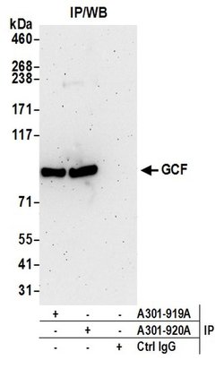 GCF Rabbit anti-Human, Polyclonal, Bethyl Laboratories 100 &mu;l; Unlabeled:Antibodies,