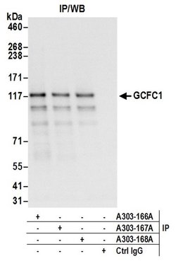 GCFC1 Rabbit anti-Human, Polyclonal, Bethyl Laboratories 100 &mu;l; Unlabeled:Antibodies,