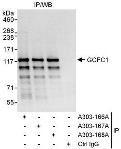 GCFC1 Rabbit anti-Human, Polyclonal, Bethyl Laboratories 100 &mu;L; Unconjugated:Antibodies,