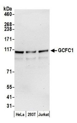GCFC1 Rabbit anti-Human, Polyclonal, Bethyl Laboratories 100 &mu;l; Unlabeled:Antibodies,