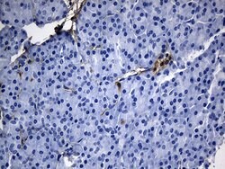 GCH1 Monoclonal Antibody (OTI2E2), TrueMAB , OriGene:Antibodies:Primary