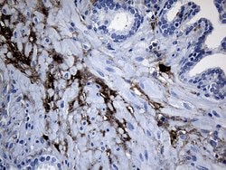 GCH1 Monoclonal Antibody (OTI2E2), TrueMAB , OriGene 100 &mu;L; Unconjugated:Antibodies,