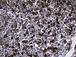 GCH1 Monoclonal Antibody (OTI2E2), TrueMAB , OriGene 100 &mu;L; Unconjugated:Antibodies,