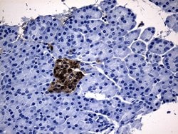GCH1 Mouse anti-Human, Clone: OTI2D12, lyophilized, TrueMAB 100 &mu;g;