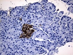 GCH1 Monoclonal Antibody (OTI2D12), TrueMAB , OriGene 100 &mu;L; Unconjugated:Antibodies,