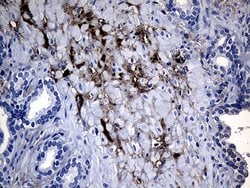 GCH1 Monoclonal Antibody (OTI2D12), TrueMAB , OriGene 100 &mu;L; Unconjugated:Antibodies,