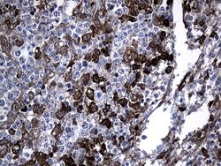 GCH1 Mouse anti-Human, Clone: OTI2D12, lyophilized, TrueMAB 100 &mu;g;