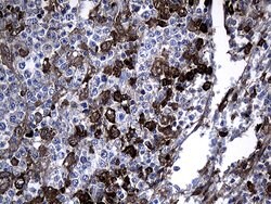 GCH1 Monoclonal Antibody (OTI2D12), TrueMAB , OriGene 100 &mu;L; Unconjugated:Antibodies,