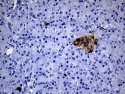 GCH1 Monoclonal Antibody (OTI8C6), TrueMAB , OriGene 100 &mu;L; Unconjugated:Antibodies,