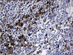 GCH1 Monoclonal Antibody (OTI8C6), TrueMAB , OriGene 100 &mu;L; Unconjugated:Antibodies,