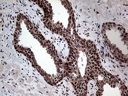 GCH1 Mouse anti-Human, Clone: OTI5A1, lyophilized, TrueMAB 100 &mu;g; Unconjugated:Antibodies,