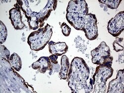 GCH1 Mouse anti-Human, Clone: OTI5A1, lyophilized, TrueMAB 100 &mu;g; Unconjugated:Antibodies,