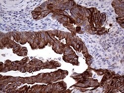 GCH1 Mouse anti-Human, Clone: OTI5A1, lyophilized, TrueMAB 100 &mu;g; Unconjugated:Antibodies,