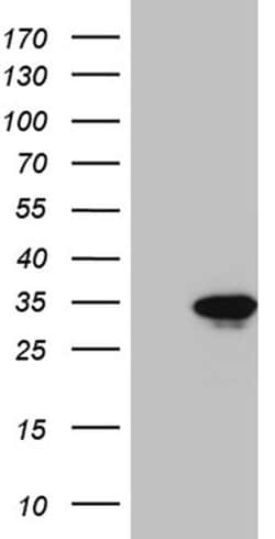 GCH1 Monoclonal Antibody (OTI8C6), TrueMAB , OriGene 100 &mu;L; Unconjugated:Antibodies,