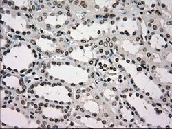 GCK Mouse anti-Human, Clone: OTI3E3, lyophilized, TrueMAB 100 &mu;g; Unconjugated:Antibodies,