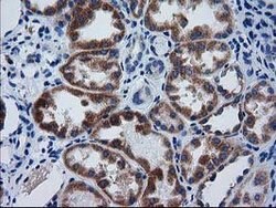 GCKR Mouse anti-Human, Clone: OTI1E7, lyophilized, TrueMAB 100 &mu;g; Unconjugated:Antibodies,
