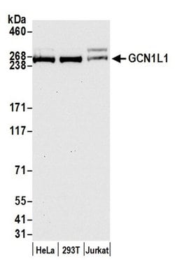 GCN1L1 Polyclonal Antibody, Bethyl Laboratories 20 &mu;L; Unconjugated:Antibodies,